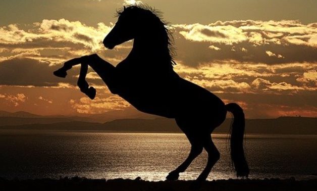 Sissi en Egypte examine les préparatifs pour déménager la station de reproduction de chevaux de Zahraa arabe à un nouveau capital administratif