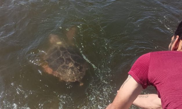 2e Tagged Sea Turtle from Greece a réussi à sauver, libéré à Alexandrie