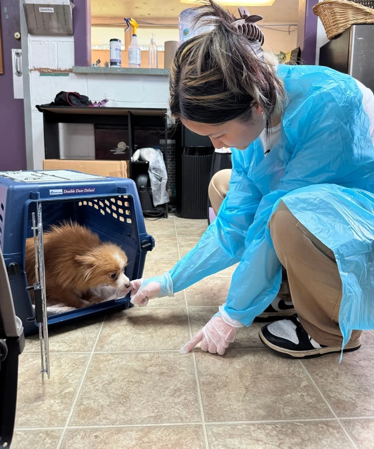 États-Unis: plus de 100 chiens sauvés de la présumée «Moulin à chiot» en Caroline du Nord