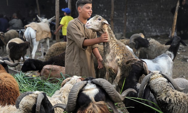 L'Égypte continue des visites d'inspection des marchés sacrificiels des animaux pendant l'Aïd al-Adha