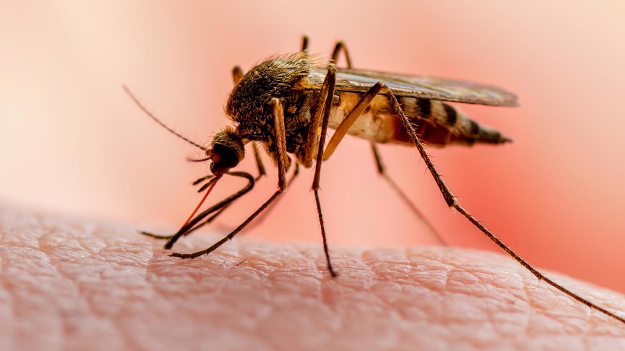 Nigeria’s national action malaria, kogi govt malaria prevention, FCT eradicating malaria