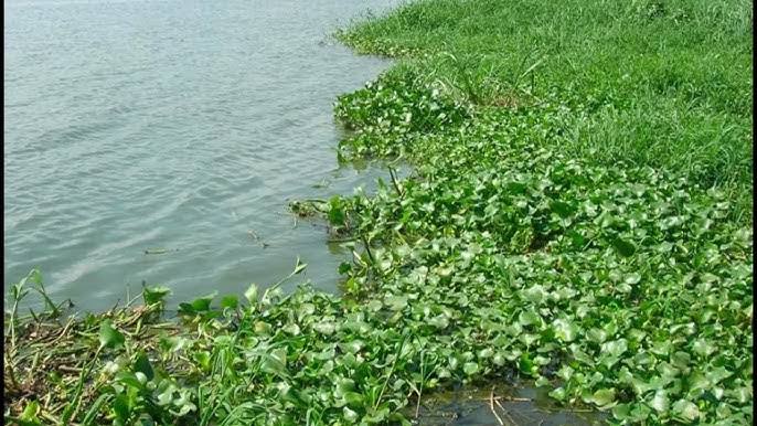 La Tanzanie efface 10 000 tonnes de mauvaises herbes invasives dans le lac Victoria