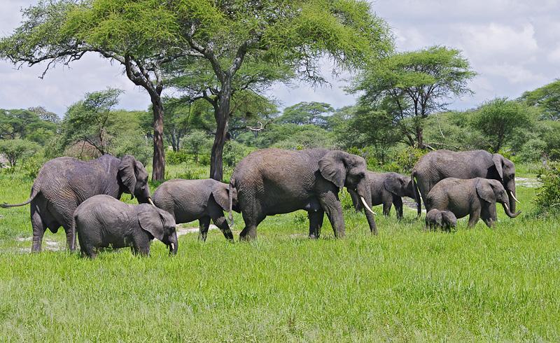 Parc national de Tarangire: paradis des éléphants