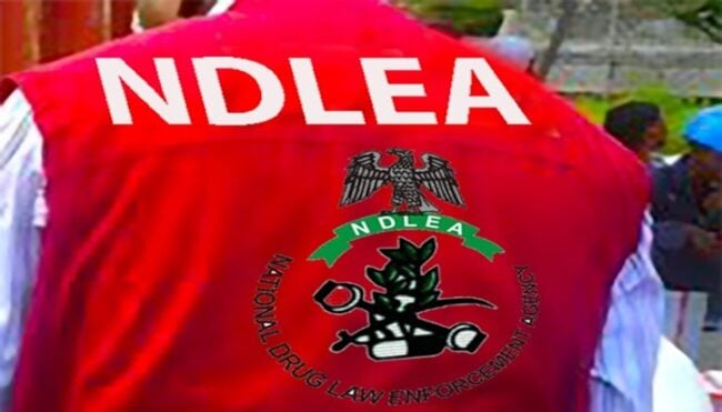 NDLEA smashes drug cartel, NDLEA intercepts UK-bound cocaine, India-bound brothers, FG destroys drugs, NDLEA intercepts cocaine, France commends NDLEA, Turkey-bound businessman excretes, NDLEA arrests suspects, Sales rep files lawsuit against NDLEA, NDLEA arrests 415 suspects, NDLEA arrests two suspects in targeted operation in Kano
