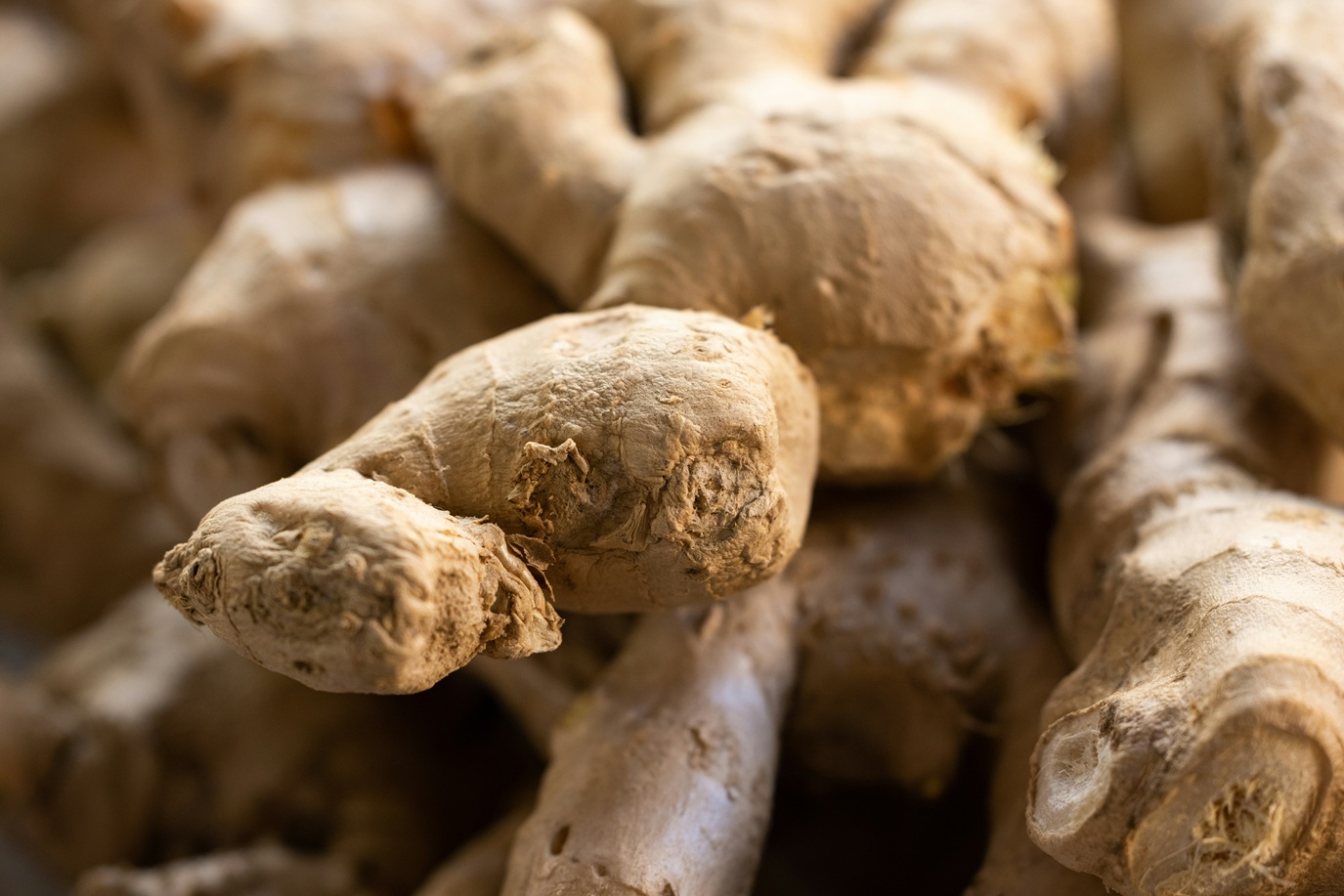 bunch of ginger roots