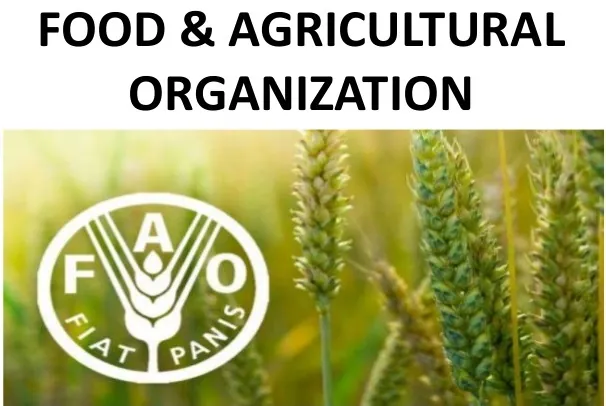 livestock disease-free zones Nigeria loses 50 percent of agricultural produce FAO animal health