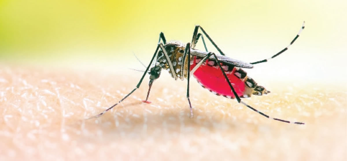 Mosquito