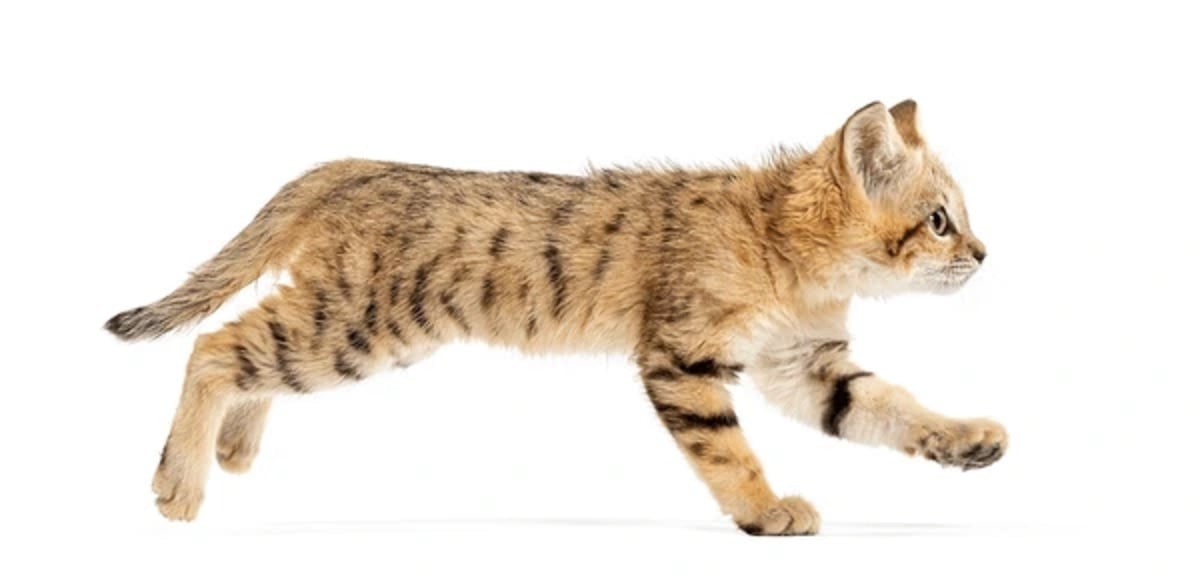 Cat risk of schizophrenia