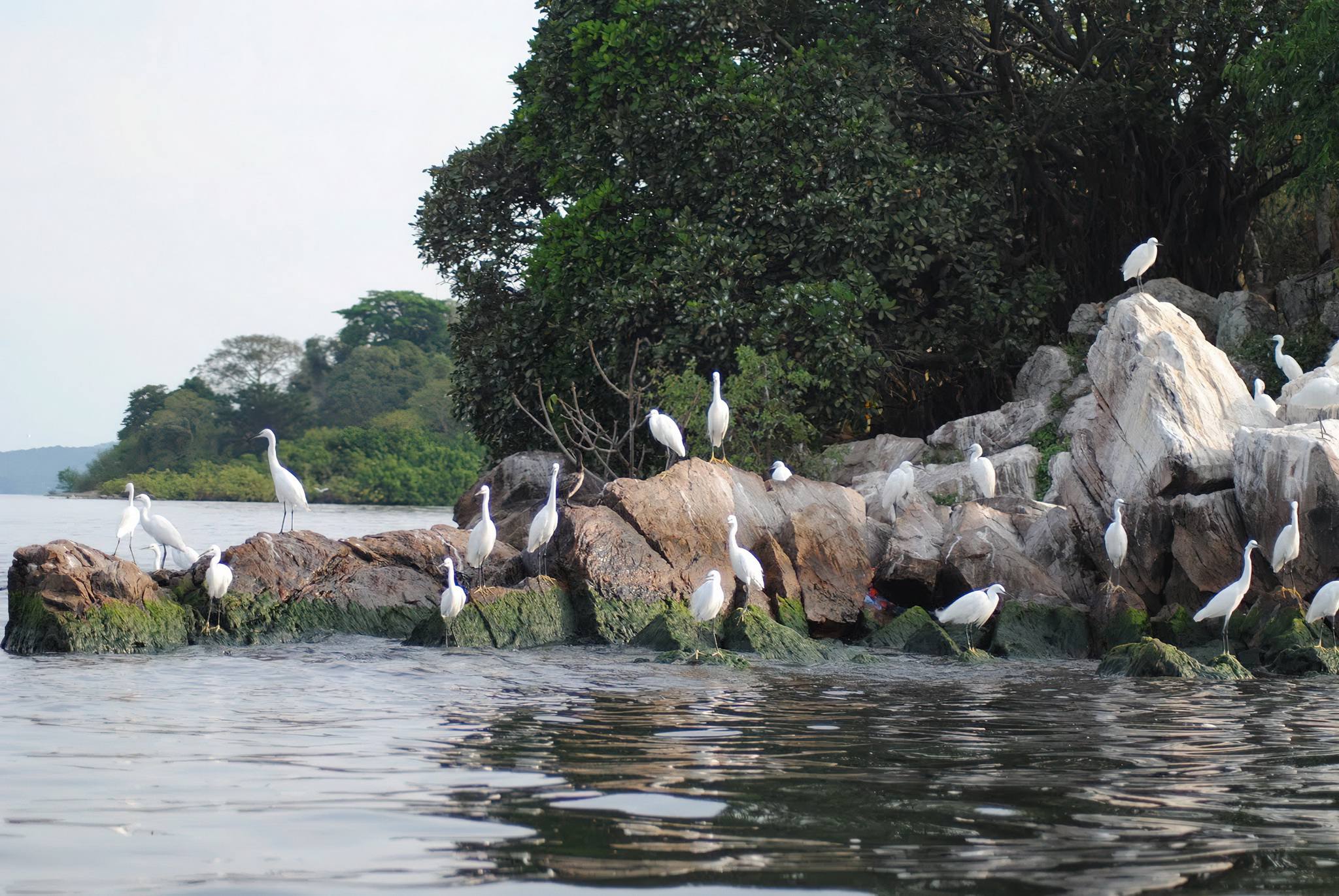 Rubondo : Le plus grand parc national insulaire d'Afrique