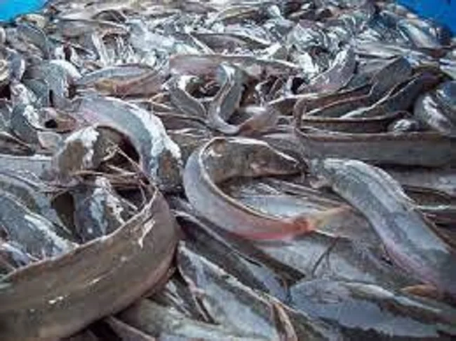 Dredging firm compensates Epe fish farmers