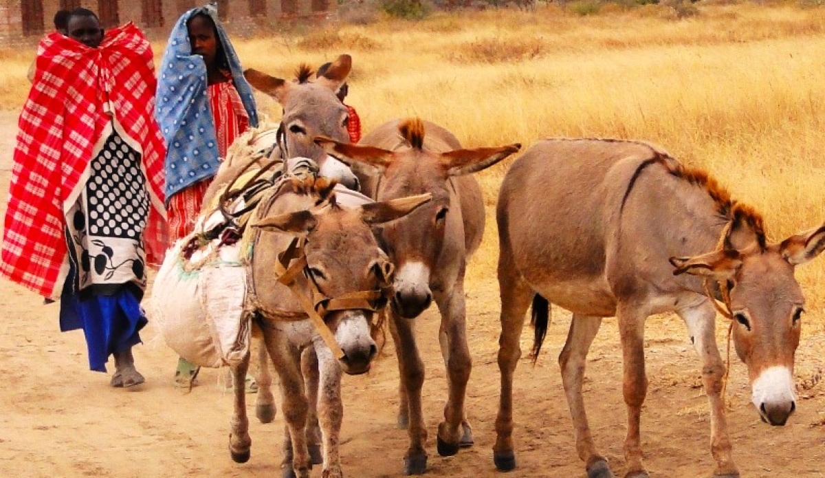 La Tanzanie envisage d'inclure les ânes dans son recensement national du bétail