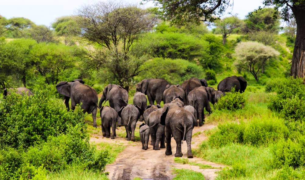 La Tanzanie célèbre la Journée de la faune avec des plantes médicinales et une bannière patrimoniale