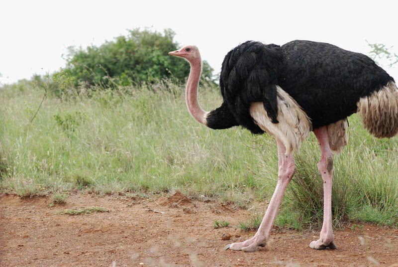 L'autruche commune couronnée oiseau tanzanien de l'année 2026
