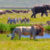 Le Serengeti dépasse le Maasai Mara en termes d&rsquo;arrivées de touristes pour la 3e année consécutive
 – Tanzanie