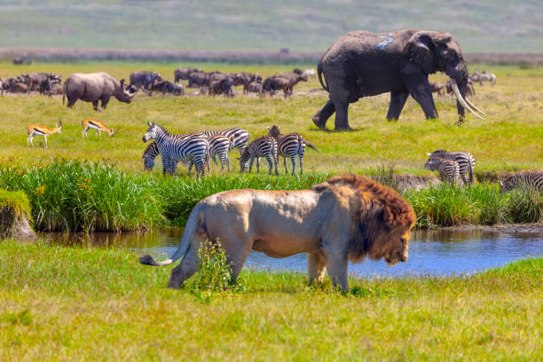 Le Serengeti dépasse le Maasai Mara en termes d'arrivées de touristes pour la 3e année consécutive