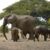La Tanzanie parmi les plus grands refuges fauniques d&rsquo;Afrique
 – Tanzanie