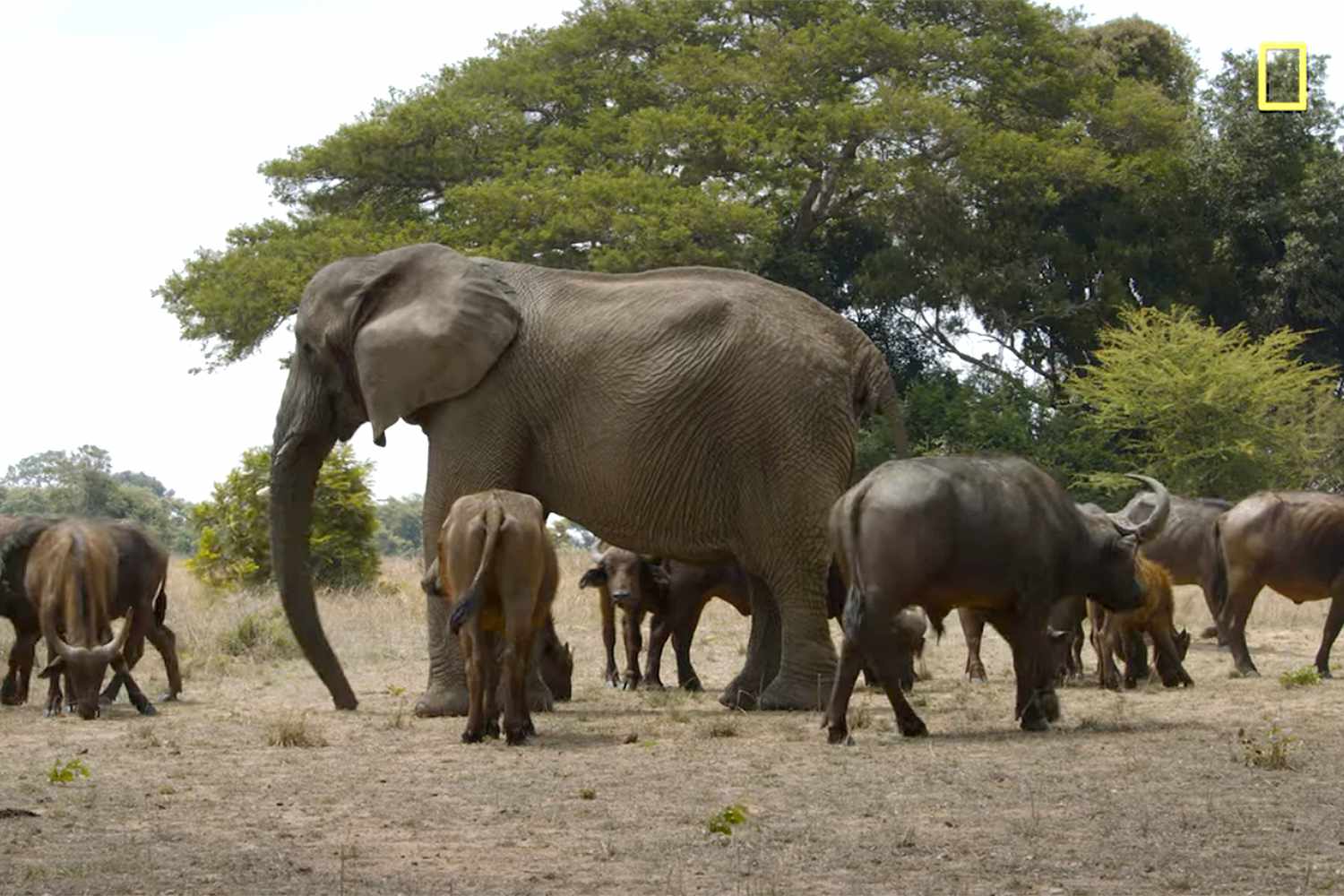 La Tanzanie parmi les plus grands refuges fauniques d'Afrique