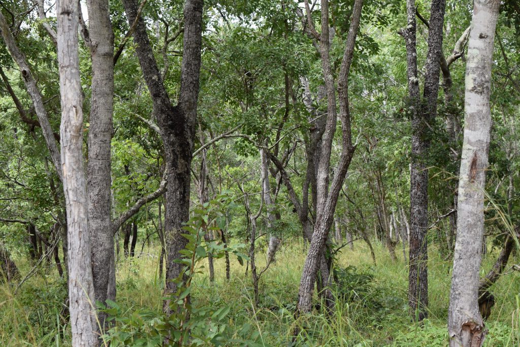 Les parties prenantes encouragent la conservation dirigée par les jeunes