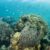 Dar accueillera le sommet mondial sur la conservation marine
 – Tanzanie