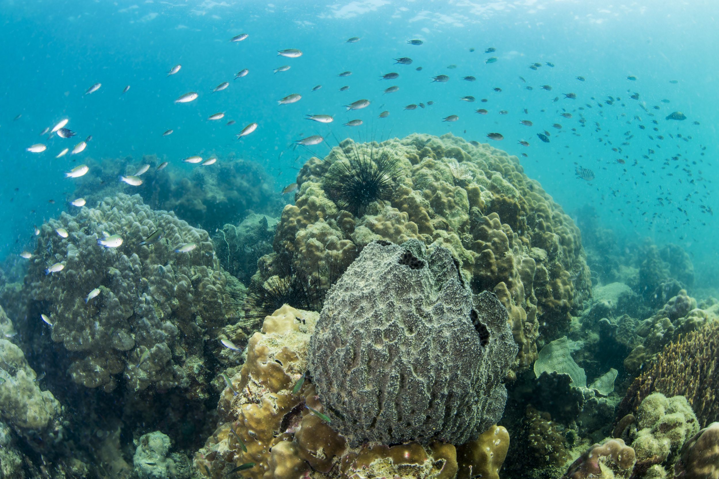 Dar accueillera le sommet mondial sur la conservation marine