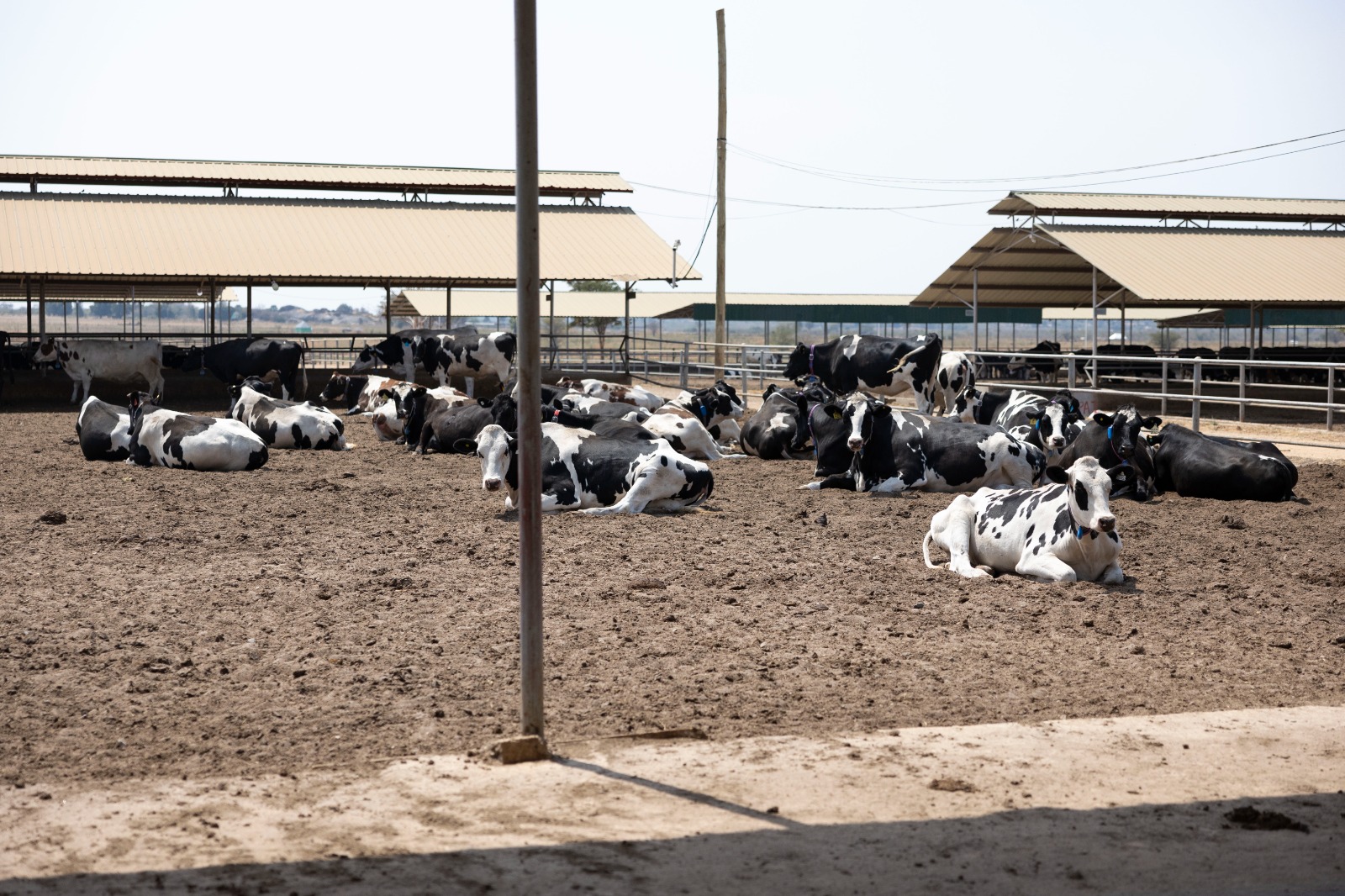 La ferme laitière d'Uyui impressionne l'équipe de l'AGRA pour la mise en œuvre d'une technologie agricole moderne