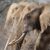 Un homme qui a perdu ses parents à cause d&rsquo;une attaque d&rsquo;éléphant il y a 12 ans perd sa belle-fille et son petit-fils à cause du même animal
 – Nigéria