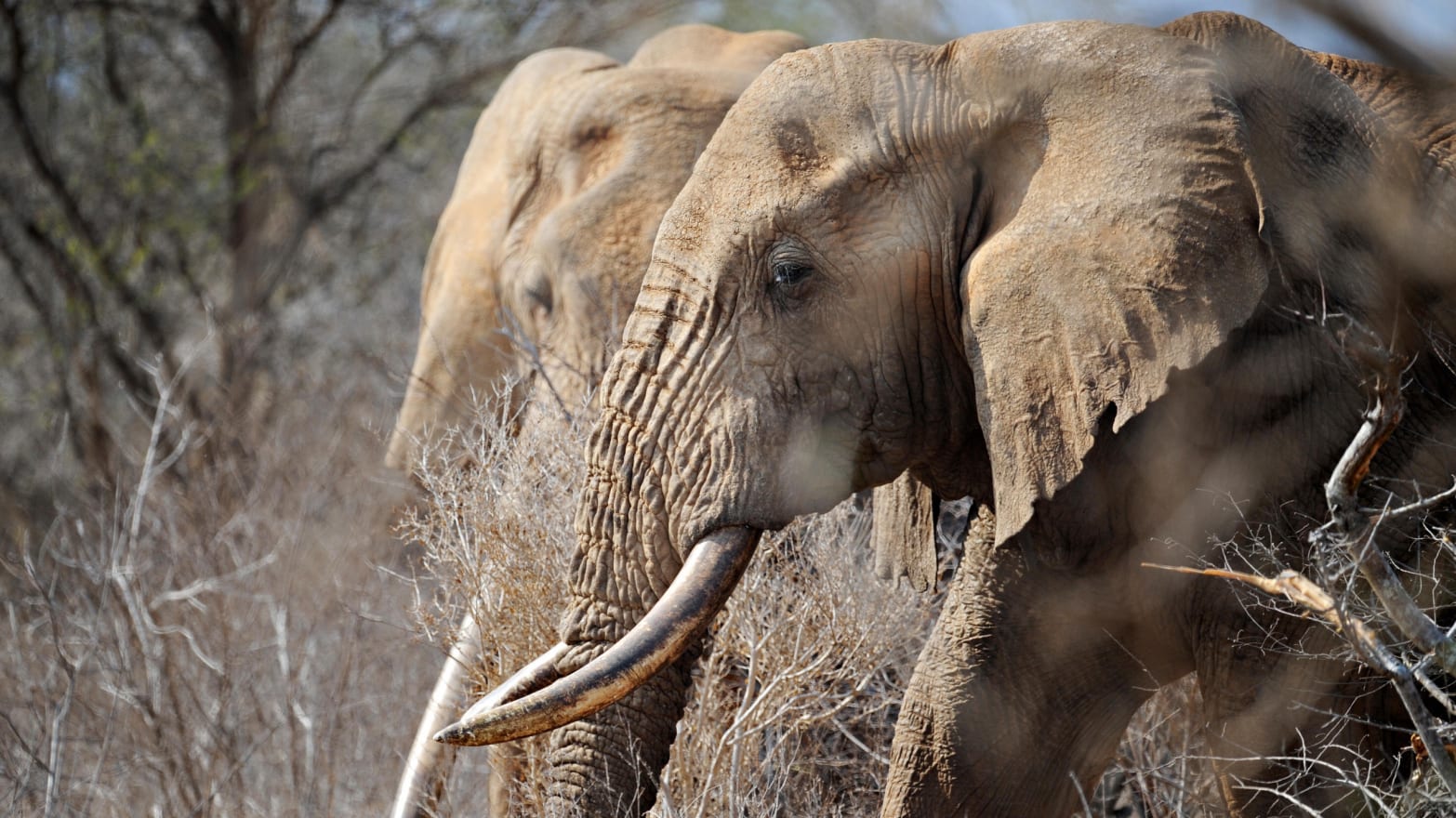 Un homme qui a perdu ses parents à cause d'une attaque d'éléphant il y a 12 ans perd sa belle-fille et son petit-fils à cause du même animal