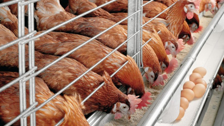 Comment la volaille tanzanienne peut accéder aux marchés étrangers-FAO