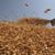 L&rsquo;Egypte devrait devenir le leader du monde arabe en matière de production de blé en 2026, selon la FAO
 – Egypte