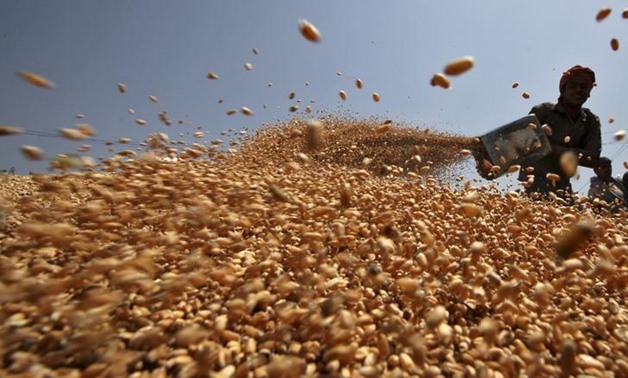 L'Egypte devrait devenir le leader du monde arabe en matière de production de blé en 2026, selon la FAO