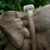 Le Dr Kijaji ordonne à des experts de la faune de suivre les éléphants rebelles à l&rsquo;aide de colliers satellites
 – Tanzanie