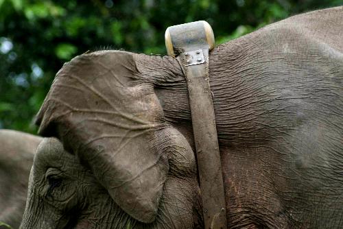Le Dr Kijaji ordonne à des experts de la faune de suivre les éléphants rebelles à l'aide de colliers satellites