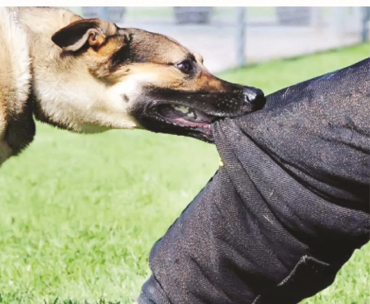 Mordu par un chien