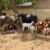 Sokoto : La police déjoue une attaque de bandits et récupère 368 animaux volés
 – Nigéria