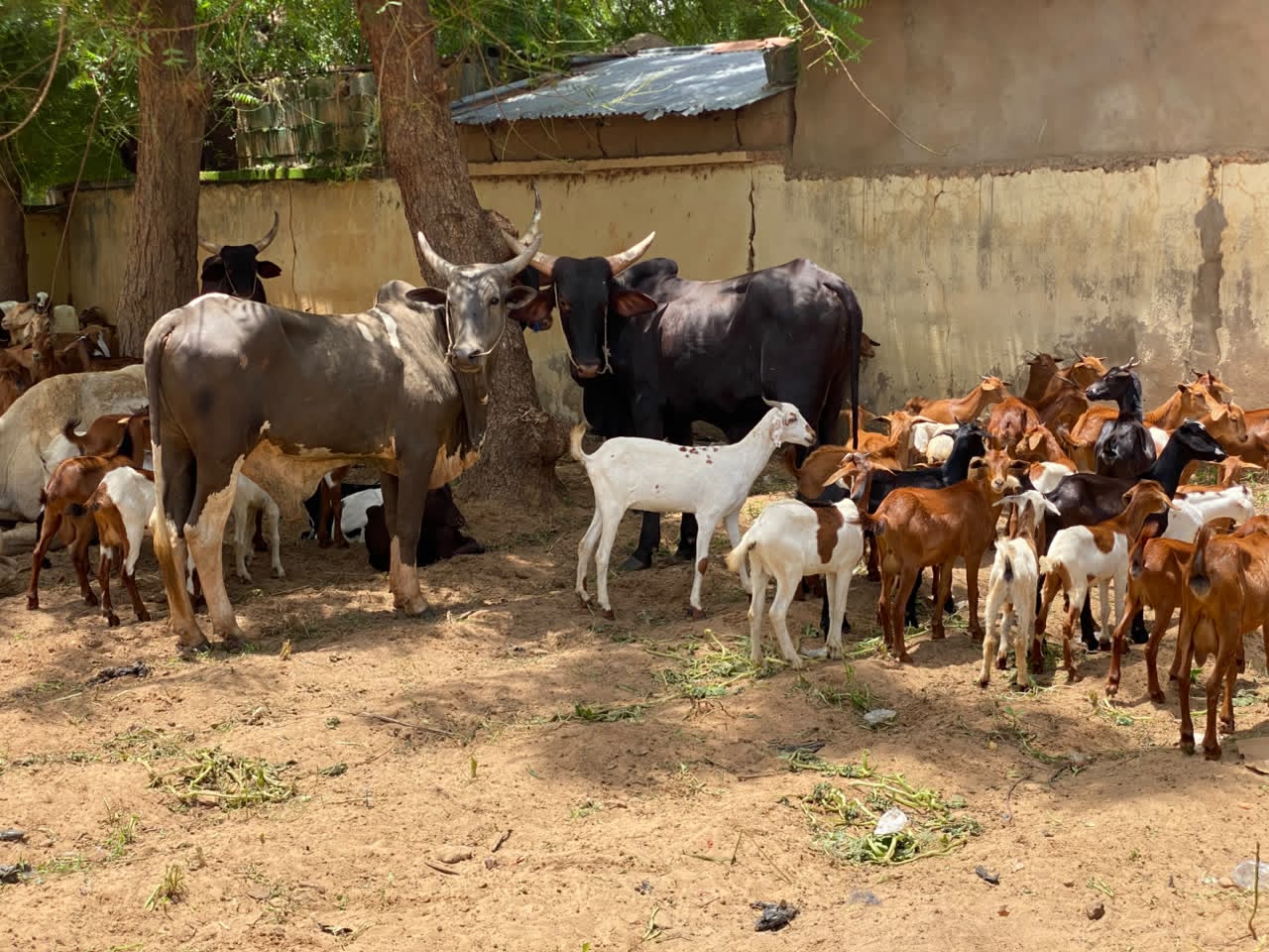 Sokoto : La police déjoue une attaque de bandits et récupère 368 animaux volés