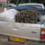 Kwagilwa interdit aux véhicules gouvernementaux de transporter du charbon de bois dans le cadre d&rsquo;une campagne visant à promouvoir l&rsquo;énergie propre
 – Tanzanie