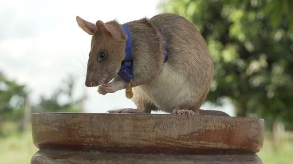 La SUA salue Magawa, le célèbre rat de l'université, pour sa détection de mines terrestres