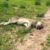 Les défenseurs de l&rsquo;environnement et les massacres de lions condamnés
 – Tanzanie