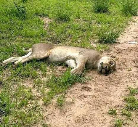 Les défenseurs de l'environnement et les massacres de lions condamnés