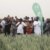 TAAT et FG forment des maîtres-formateurs en vulgarisation pour atteindre 500 000 agriculteurs nigérians
 – Nigéria