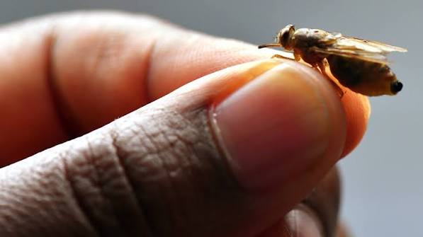 Clé de données précises pour lutter contre la mouche tsé-tsé