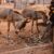 L&rsquo;ASPA recourt aux étiquettes d&rsquo;identification des ânes pour lutter contre le trafic d&rsquo;animaux
 – Tanzanie