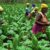 Plus de 2 000 producteurs de tabac formés aux énergies propres
 – Tanzanie