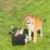 Royaume-Uni : un homme décède après avoir pénétré dans l&rsquo;enclos des tigres du Yorkshire Wildlife Park
 – Nigéria