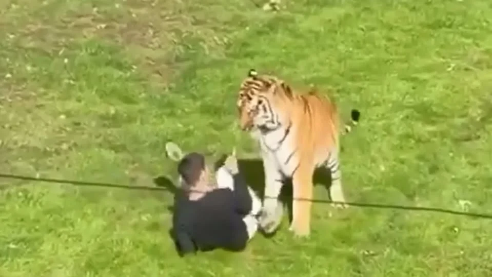Tiger with man